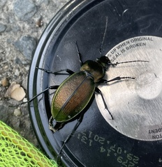 Carabus scheidleri