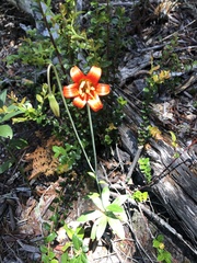 Lilium maritimum