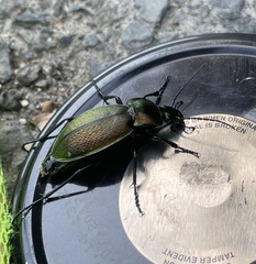 Carabus scheidleri