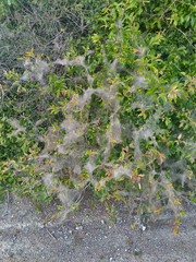Yponomeuta padella
