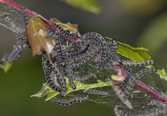 Yponomeuta padella