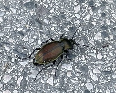 Carabus scheidleri