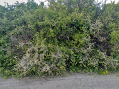 Yponomeuta padella
