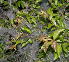 Yponomeuta padella