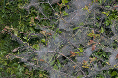 Yponomeuta padella