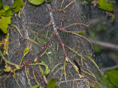 Yponomeuta padella