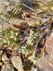 Veronica gibbsii