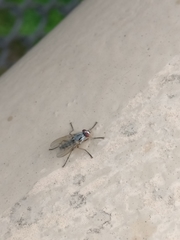 Eustalomyia vittipes