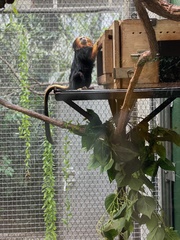 Leontopithecus