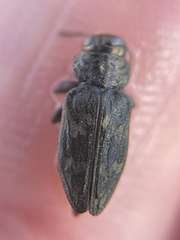 Chrysobothris wintu