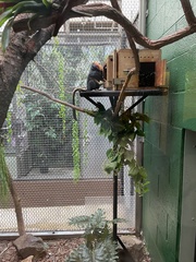 Leontopithecus