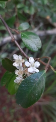 Rosaceae
