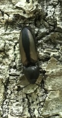 Ampedus sayi