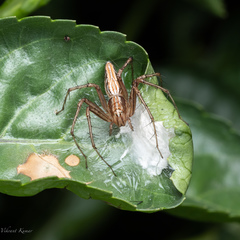 Oxyopes javanus