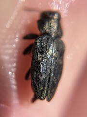 Chrysobothris wintu