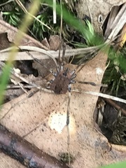 Hadrobunus maculosus