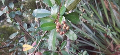 Rosaceae