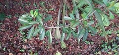 Rosaceae