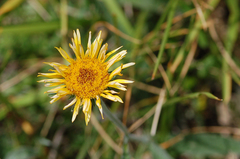 Pentanema britannica