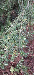 Rosaceae