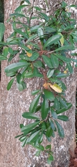 Rosaceae