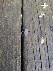 Acanthocephala terminalis
