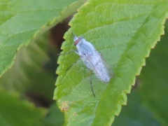 Acrosathe annulata
