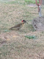 Colaptes melanochloros