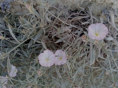 Convolvulus lineatus