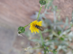 Lapposyrphus lapponicus