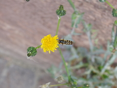 Lapposyrphus lapponicus