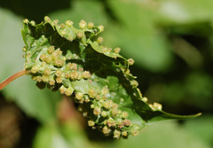 Eriophyes prunispinosae
