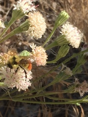 Bombus centralis