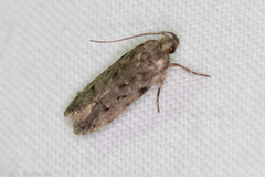 Chionodes pereyra