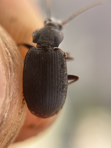 Chlaenius variabilipes