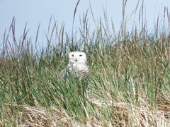 Bubo scandiacus image