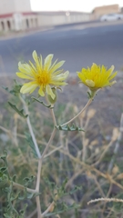 Mentzelia multiflora