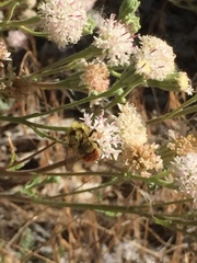 Bombus centralis