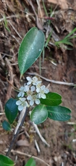 Rosaceae
