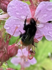 Bombus lapidarius