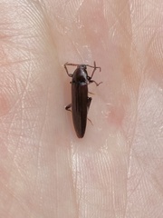 Enchodes sericea