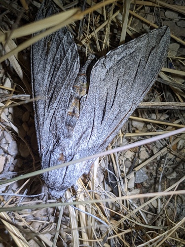 Asellus Sphinx photo 4