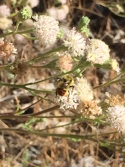 Bombus centralis