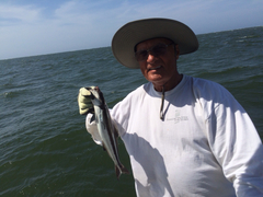 Rachycentron canadum