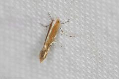 Cameraria conglomeratella