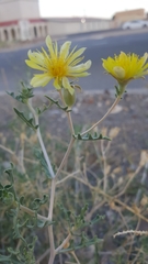 Mentzelia multiflora