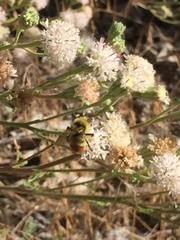 Bombus centralis