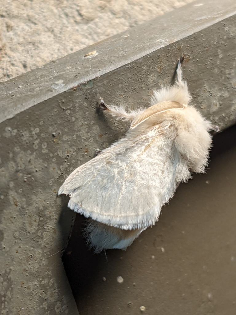 Megalopyge immaculata