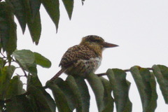 Nystalus maculatus striatipectus