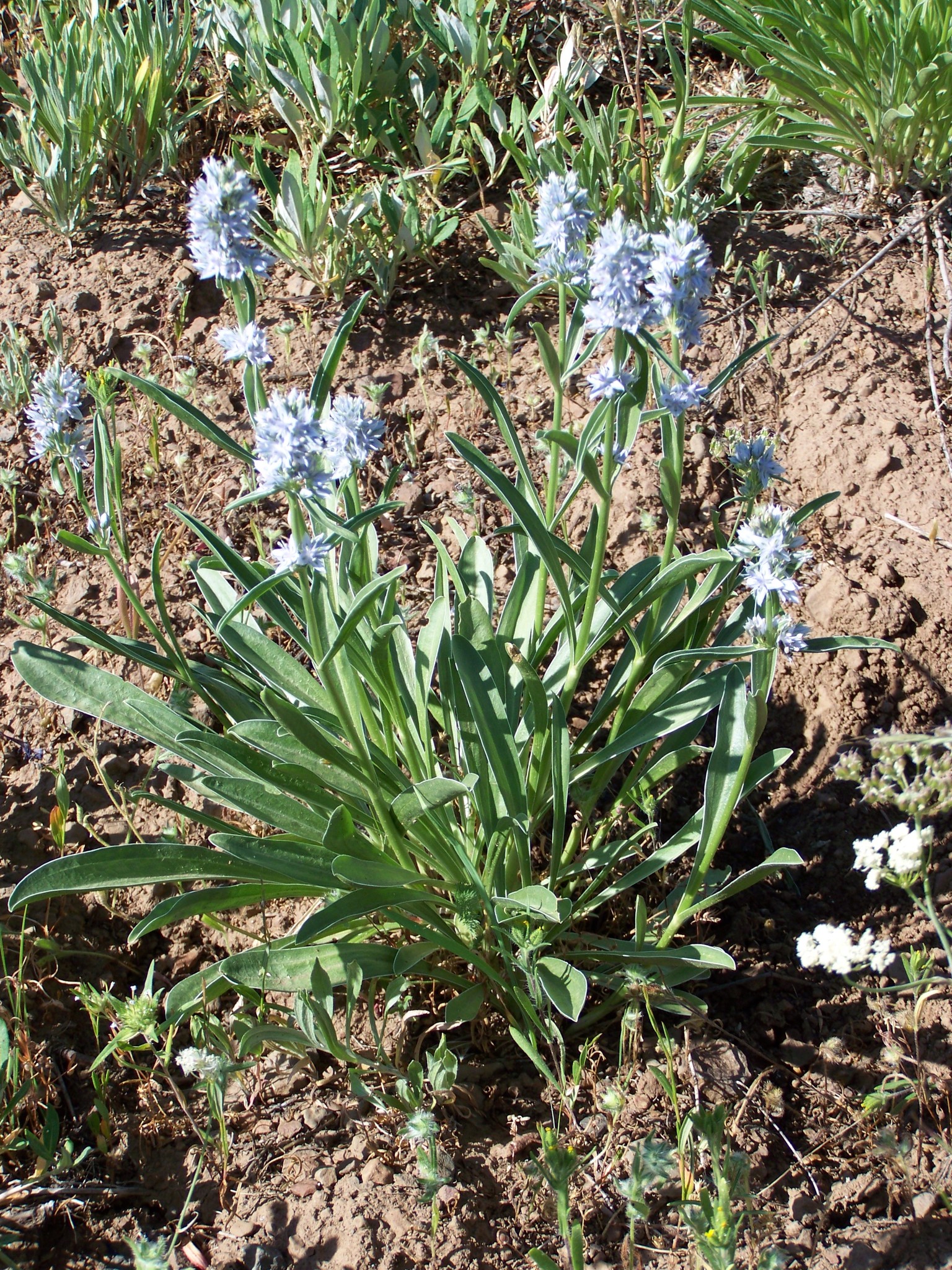 Frasera albicaulis var. albicaulis